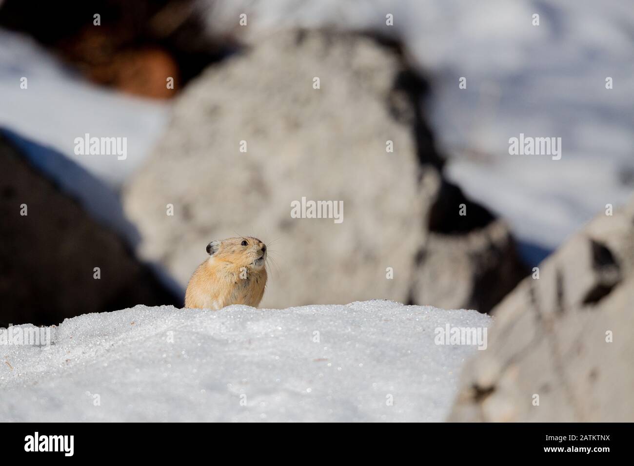 American Pika, Bridger–Teton National Forest, Wyoming, États-Unis. Banque D'Images