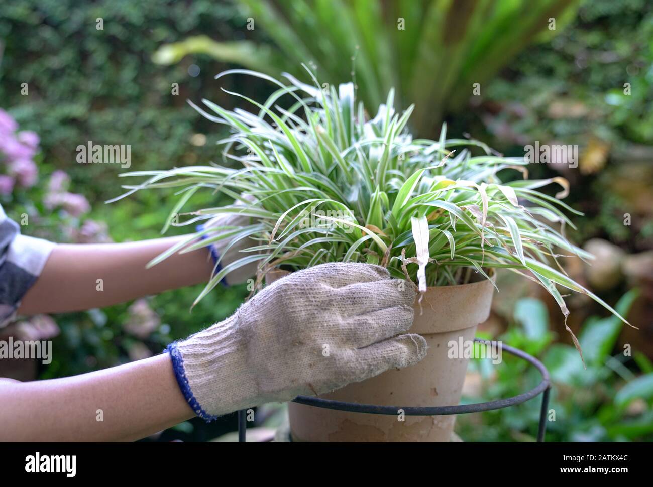 Jardinier avec des mains gantées, effarez les feuilles séchées d'un pot de plantes vertes Banque D'Images
