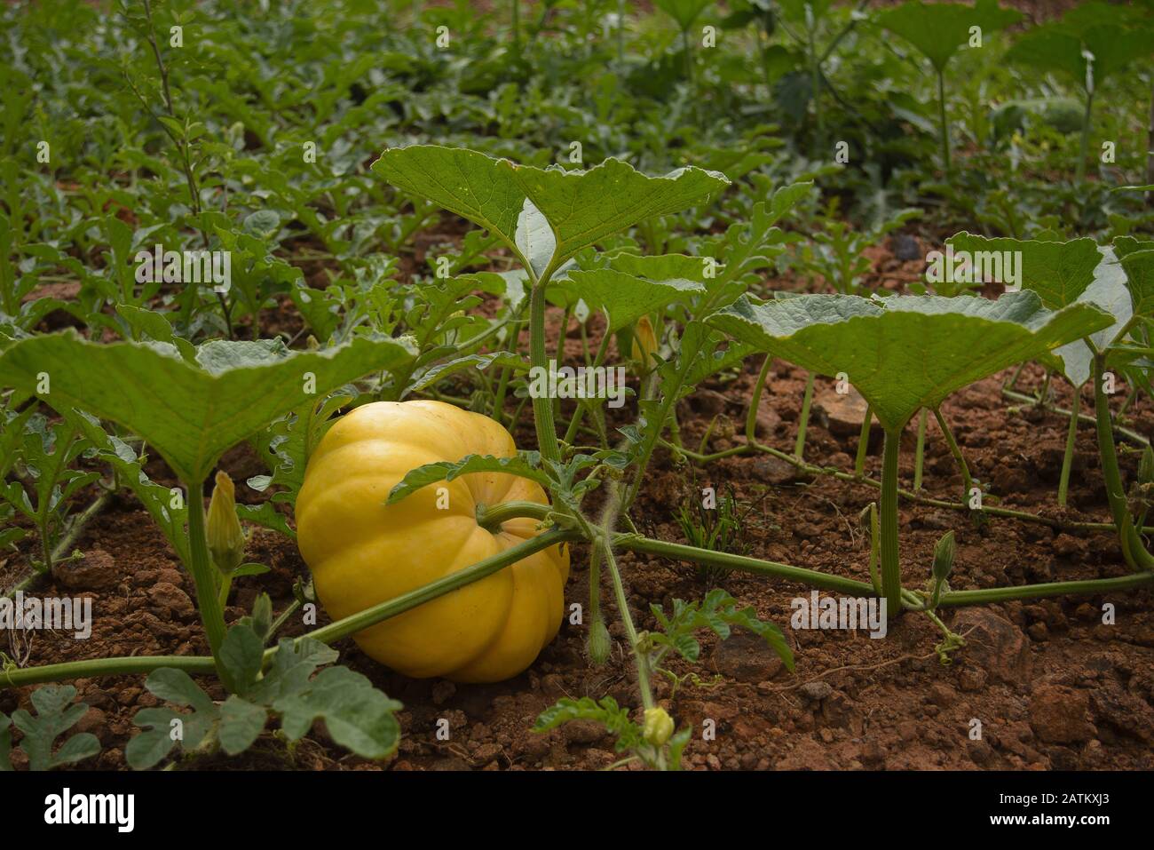 Citrouille biologique sur un jardin de légumes maison Banque D'Images