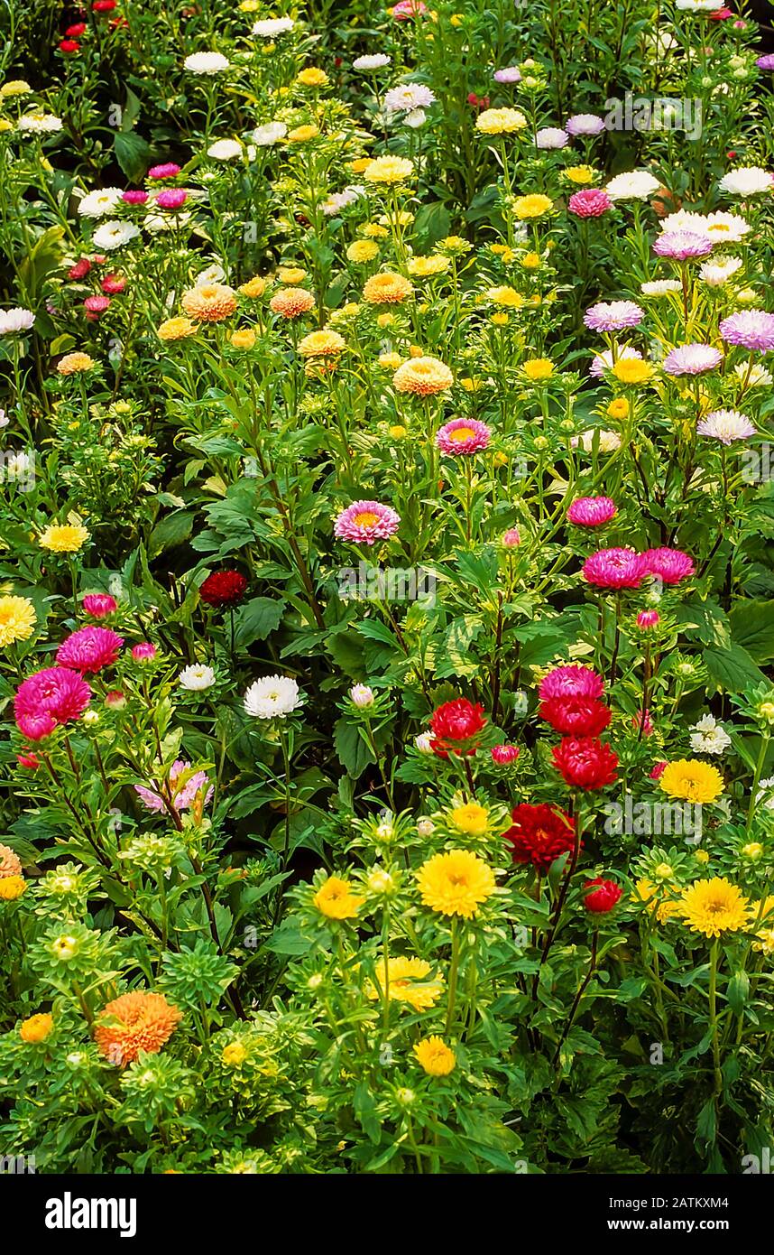 Un lit de fleurs de la série Aster matsumoto. Une variété de type semi-double. Une année qui est idéale comme une fleur coupée. Banque D'Images
