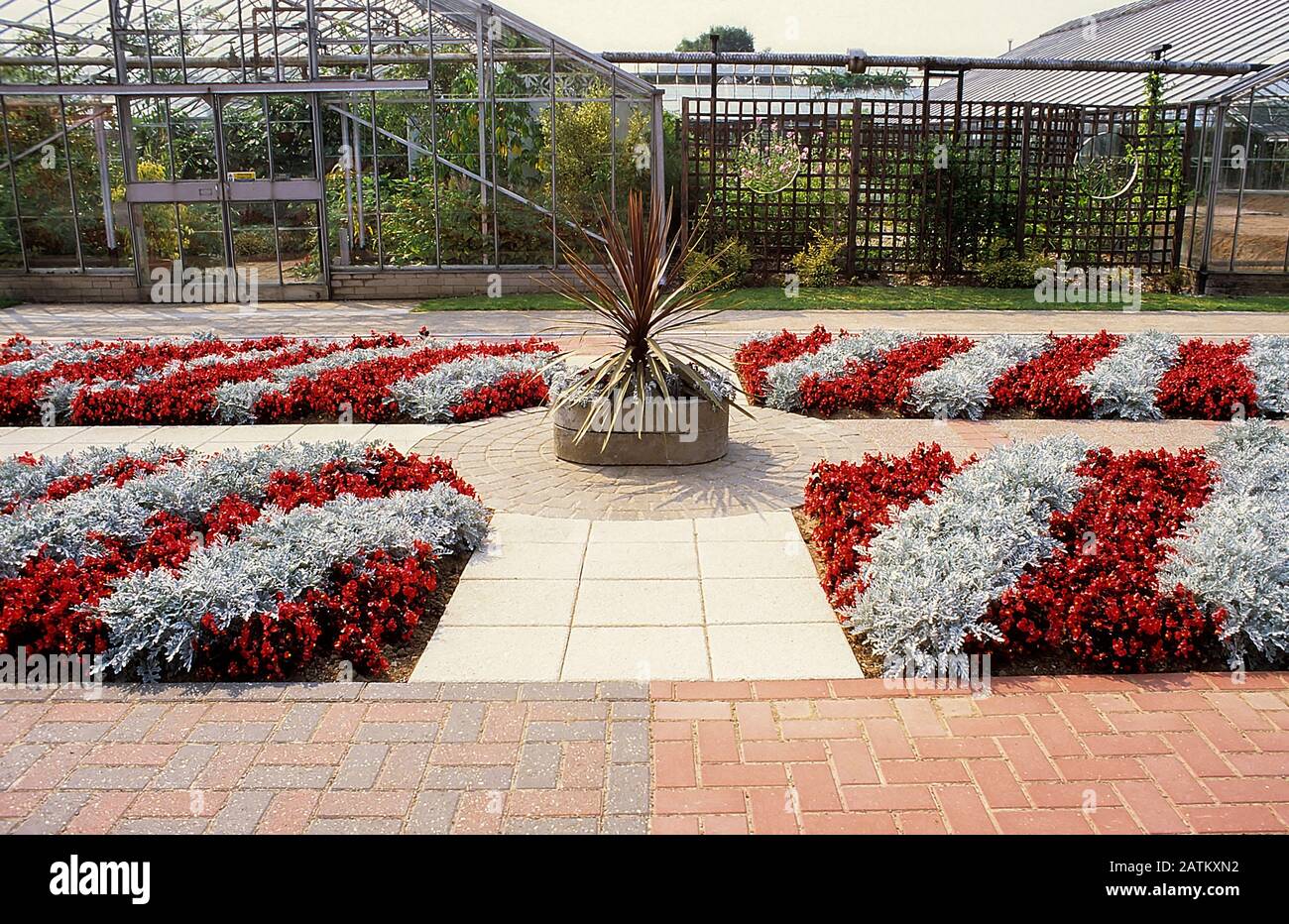 Motif fleuri abstrait dans les parterres de fleurs faites avec des rangées de Begonia semperflorens et Senecio. Literie d'été idéale pour la fabrication d'écrans et de motifs Banque D'Images