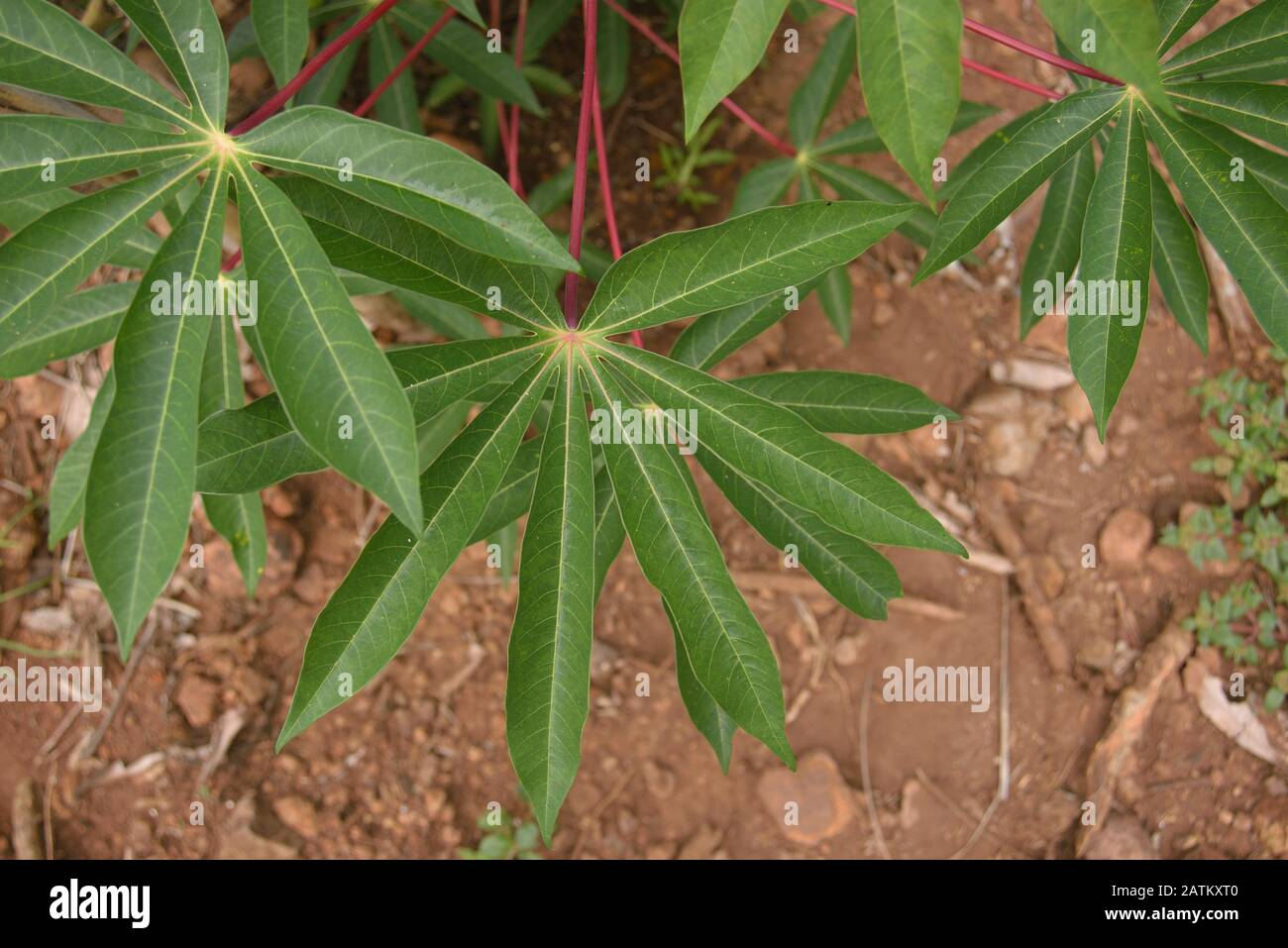 Gros plan sur les feuilles d'une plante de manioc dans une ferme du Brésil Banque D'Images