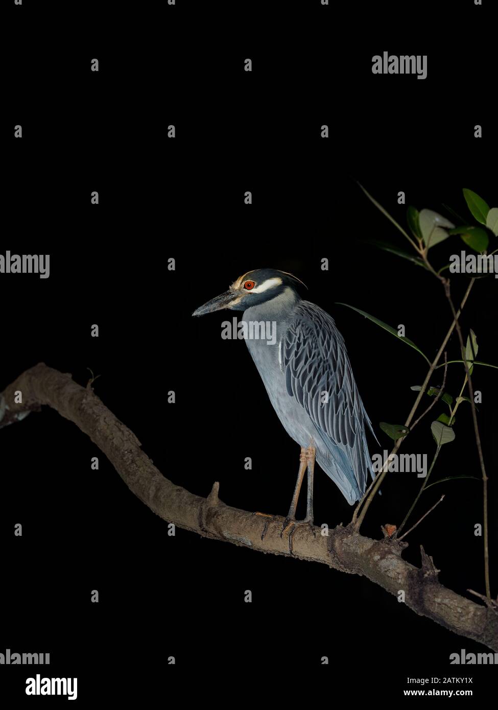 La violacea de Nyctanassa est une espèce d'hérons de nuit que l'on trouve dans les Amériques, connue sous le nom de Violace de Bihoreau en français et de Ped Banque D'Images