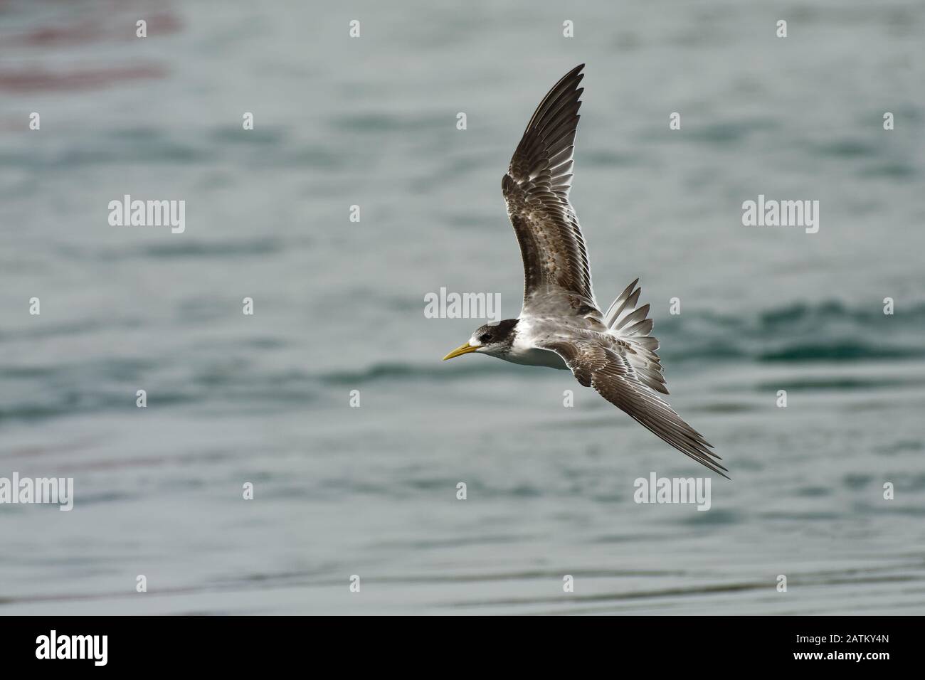 La sterne de grand-Crested - Thalasseus bergii ou oiseau noir et blanc de la famille des Laridae qui niche dans des colonies denses sur les côtes et l'isl Banque D'Images