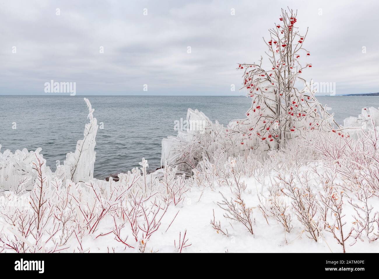 Les baies américaines de cendres de montagne (Sorbus americana) enfermées dans la glace, janvier, lac supérieur, comté de Cook, MN, États-Unis, par Dominique Braud/Dembinsky photo Asso Banque D'Images