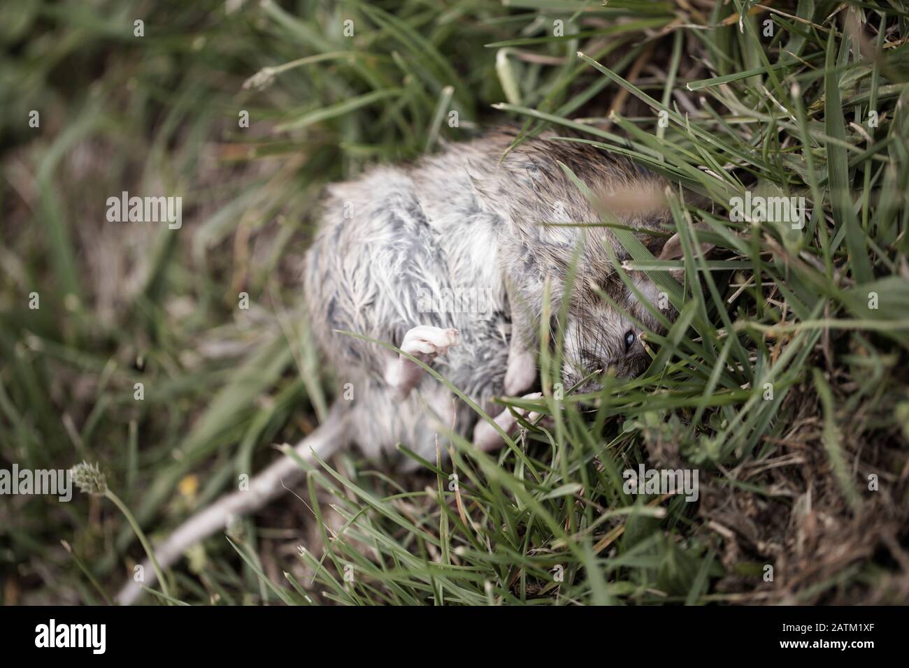 Gros plan d'un rat mort (Rattus) allongé sur l'herbe Banque D'Images