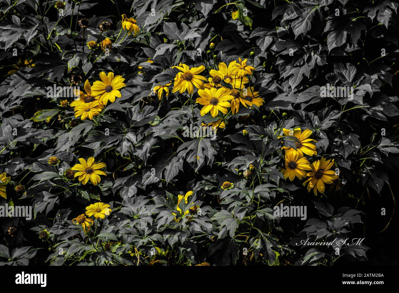 Belles fleurs jaunes avec toutes les autres choses en noir et blanc Banque D'Images