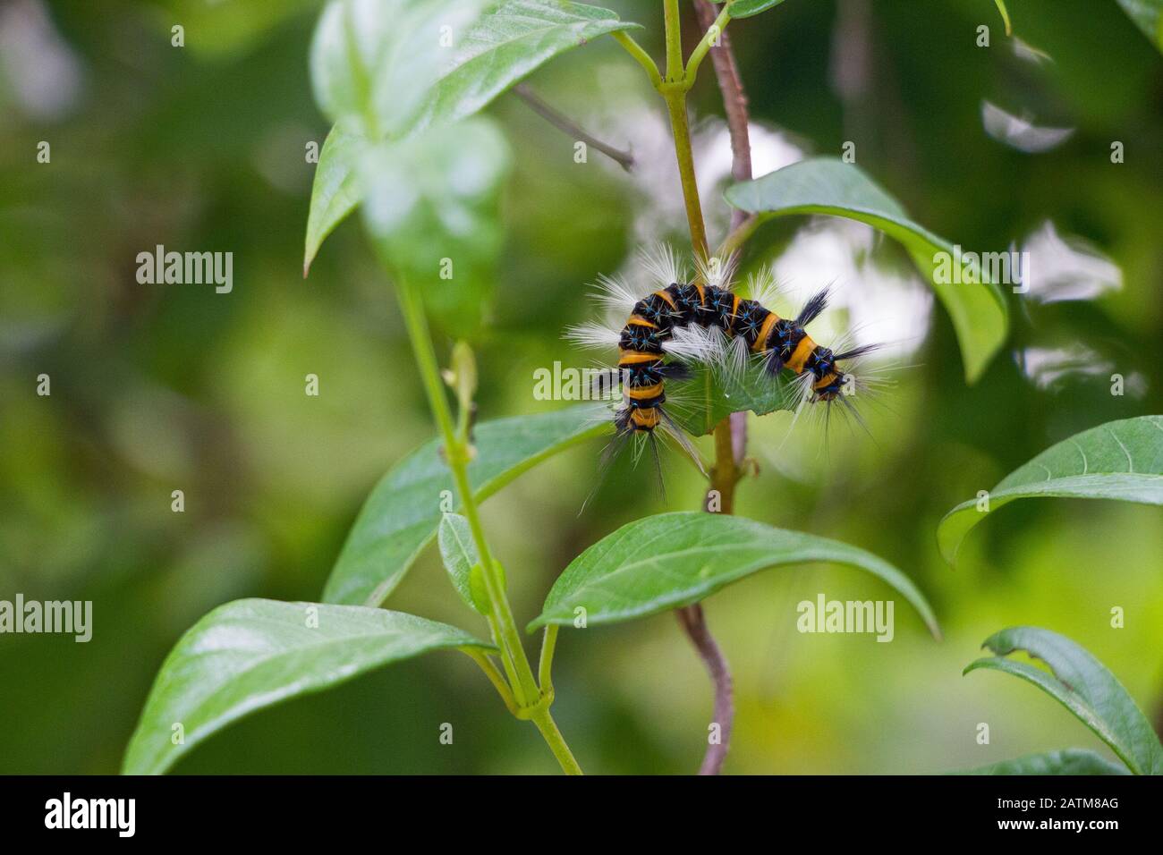 Caterpillar Banque D'Images