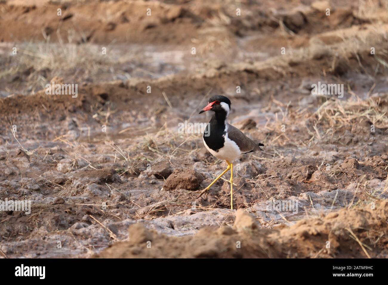 un lapwing à puissance rouge sur une ferme humide en inde , oiseaux de plein air Banque D'Images