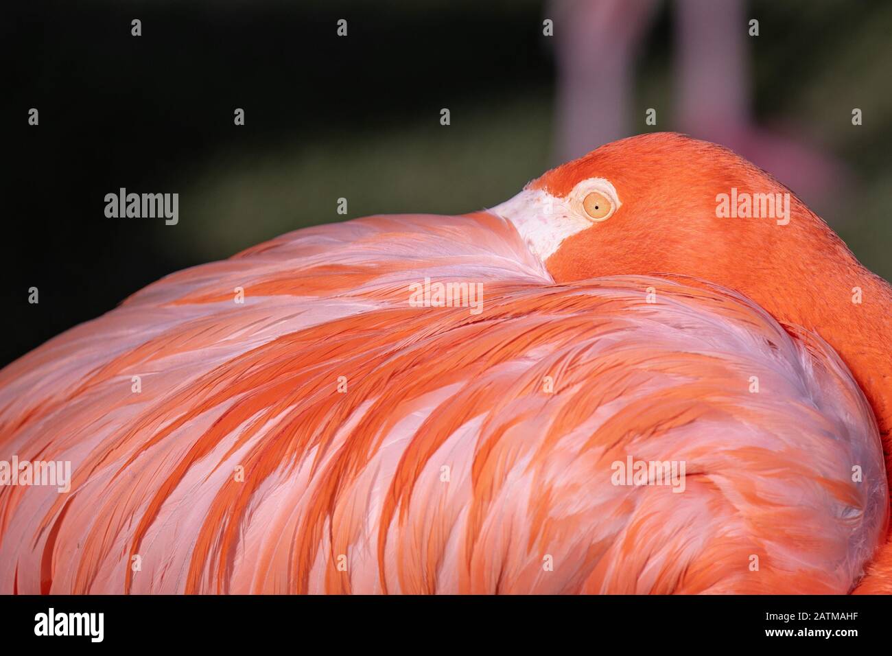 Gros portrait d'une flamangue rose qui cache son bec en plumes sur le dos Banque D'Images