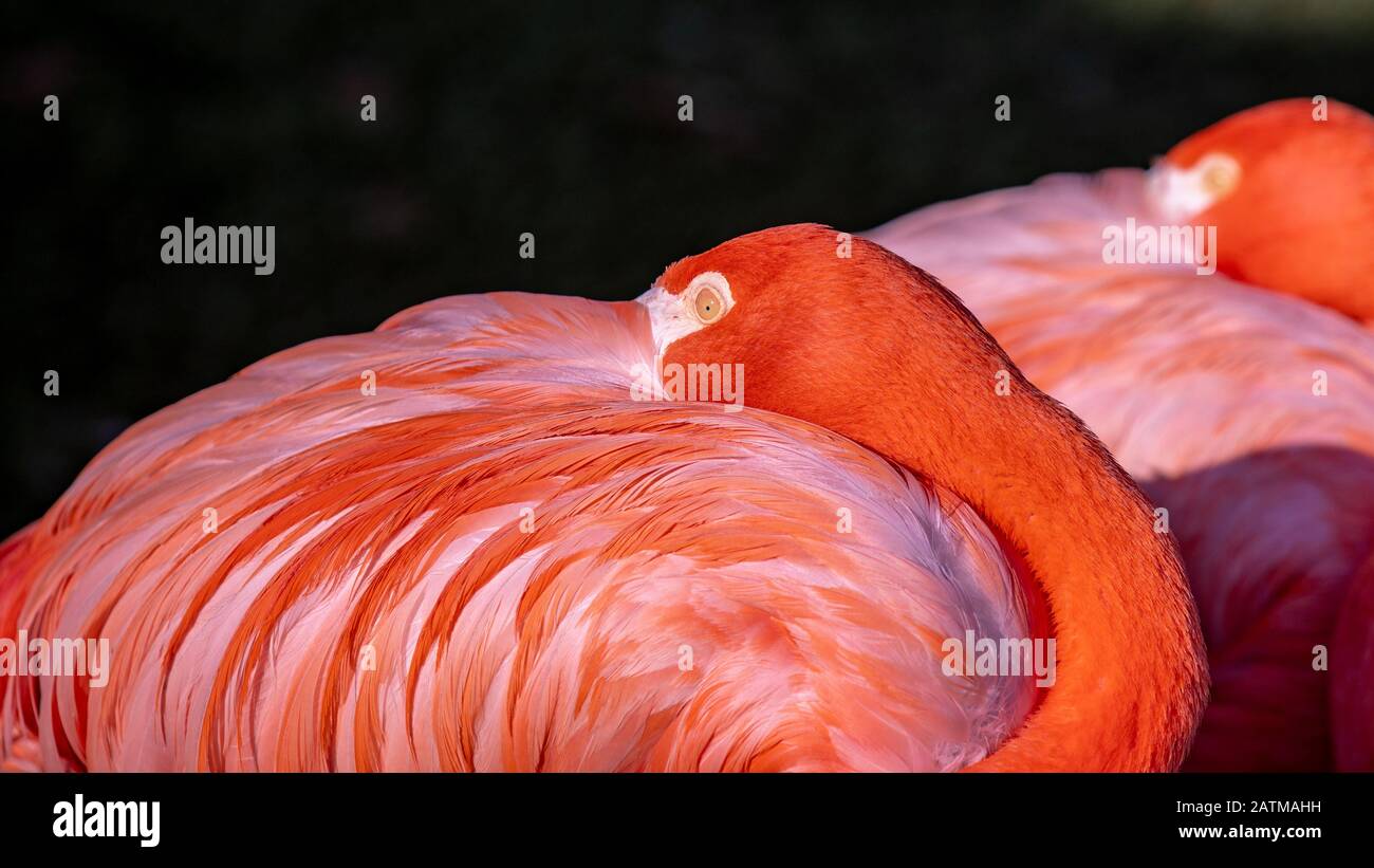 Gros portrait de flamants roses qui cachent son bec en plumes sur le dos Banque D'Images