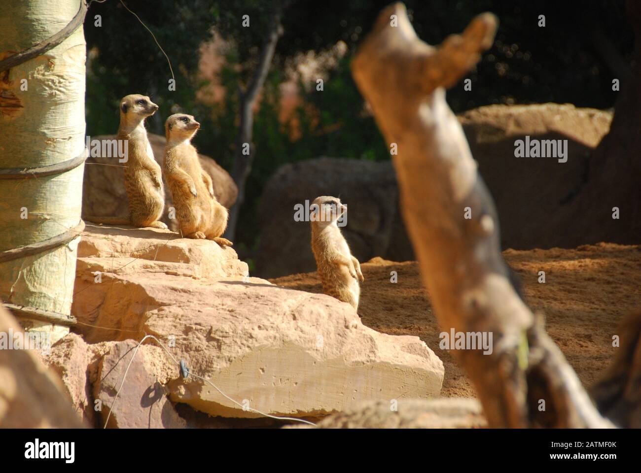 Zoo De Valence Espagne. Bioparc Valencia. Zoo de nouvelle génération avec philosophie d'immersion dans le zoo. Collection de faune africaine. Méerkats Banque D'Images