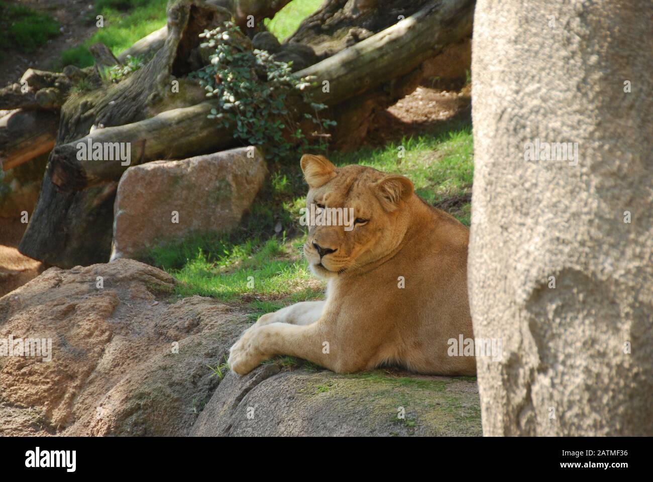 Zoo De Valence Espagne. Bioparc Valencia. Zoo de nouvelle génération avec philosophie d'immersion dans le zoo. Collection de faune africaine. Lion Banque D'Images