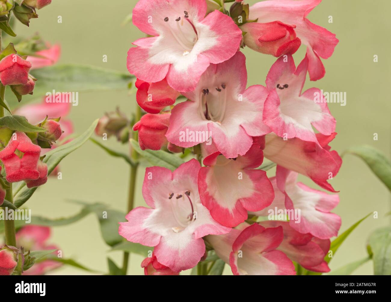 Penstemon 'Pheonix Pink' Banque D'Images