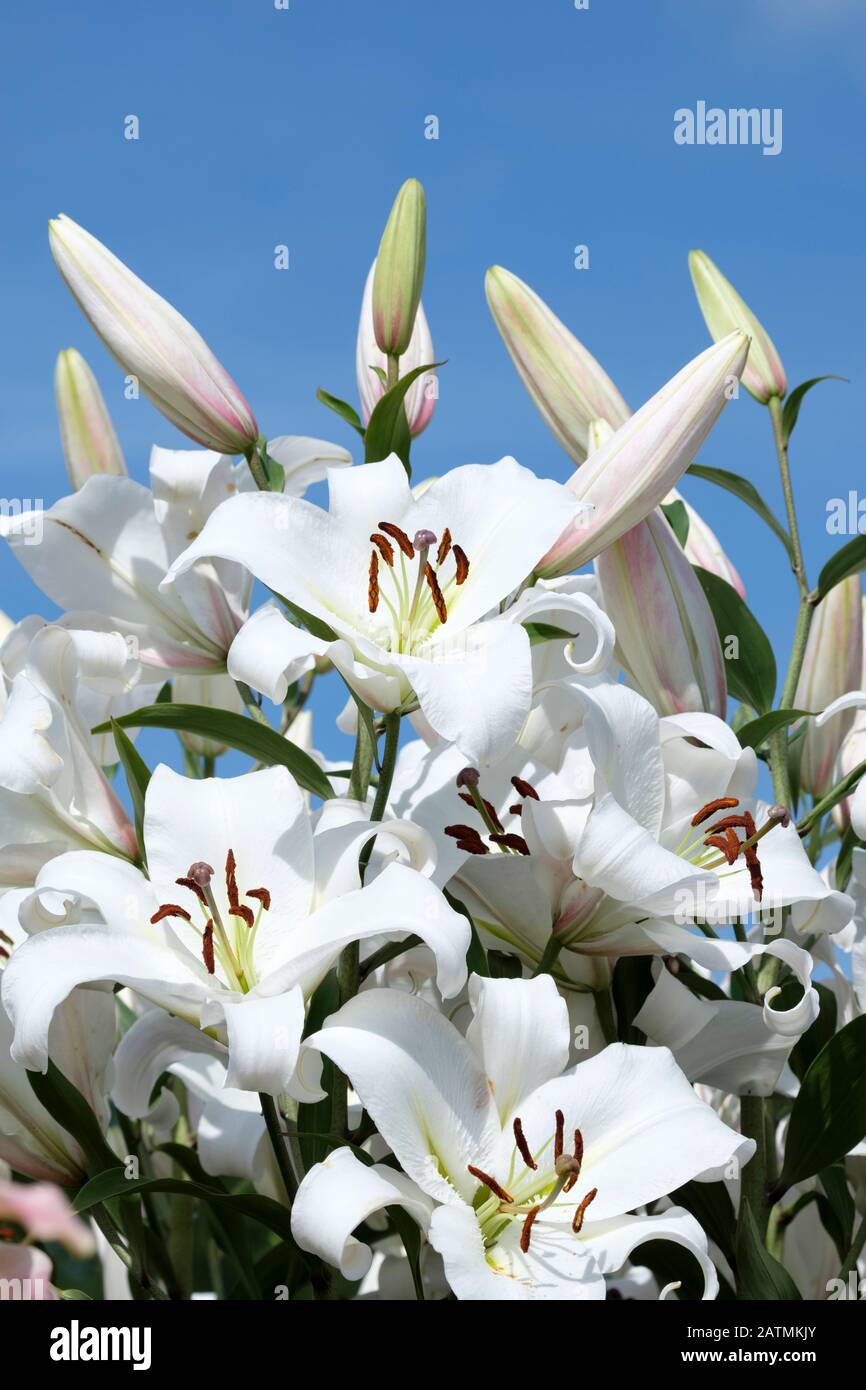 Gros plan de fleurs blanches de Lilium 'Agostini', de lys 'Agostini', de trompette orientale 'Agostini' Banque D'Images