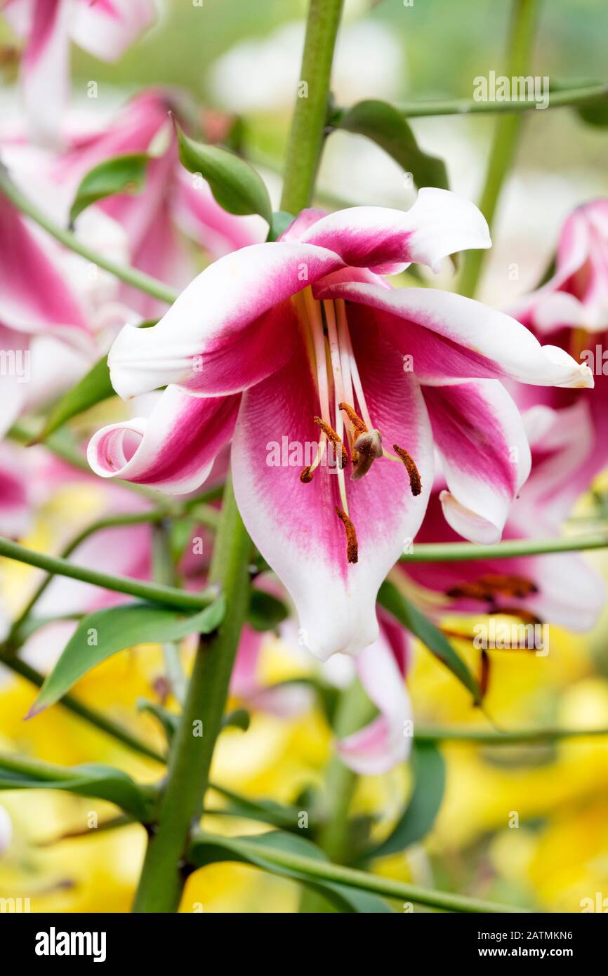 Gros plan sur Lily 'Friso', Llium 'Friso' trompette ornementale Lily 'Friso' Banque D'Images