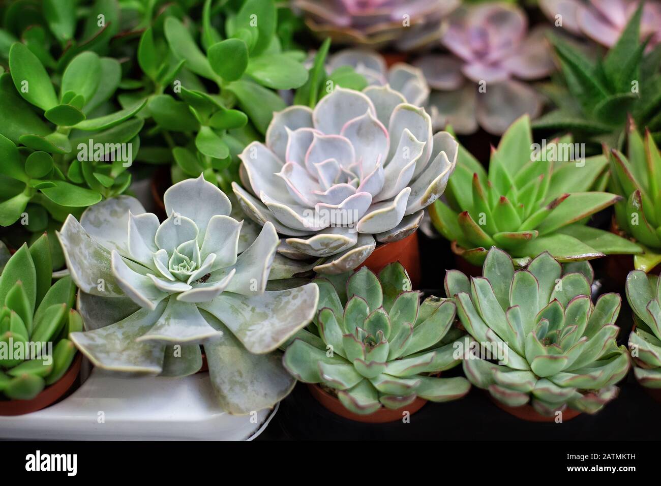 Plantes succulentes miniatures. Mini jardin de succulents et Cactus dans la maison. Collection de diverses plantes succulentes. Banque D'Images