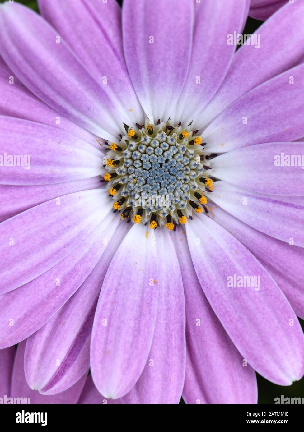 Gros plan sur la fleur de Marguerite violette Photo Stock - Alamy
