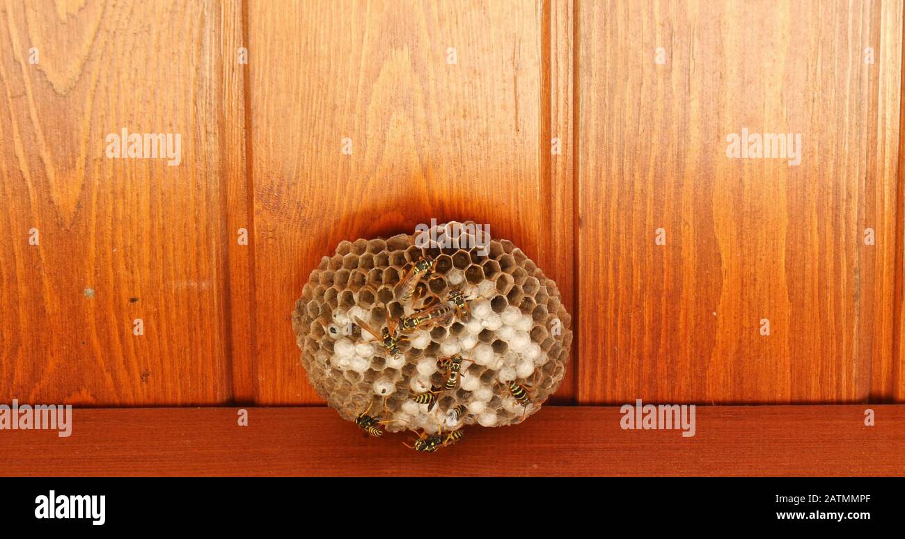 Gros plan de wasps travaillant sur la ruche de Wasp et deux combats de Wasp. Nature. Travail. Banque D'Images