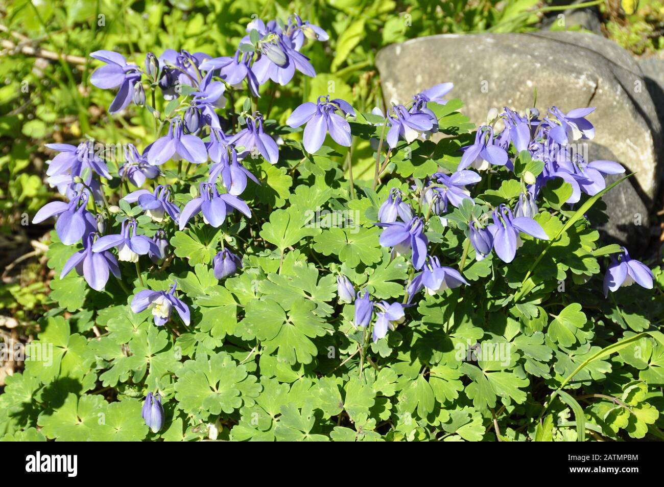 Bleu alpin columbine aquilegia alpina Banque D'Images