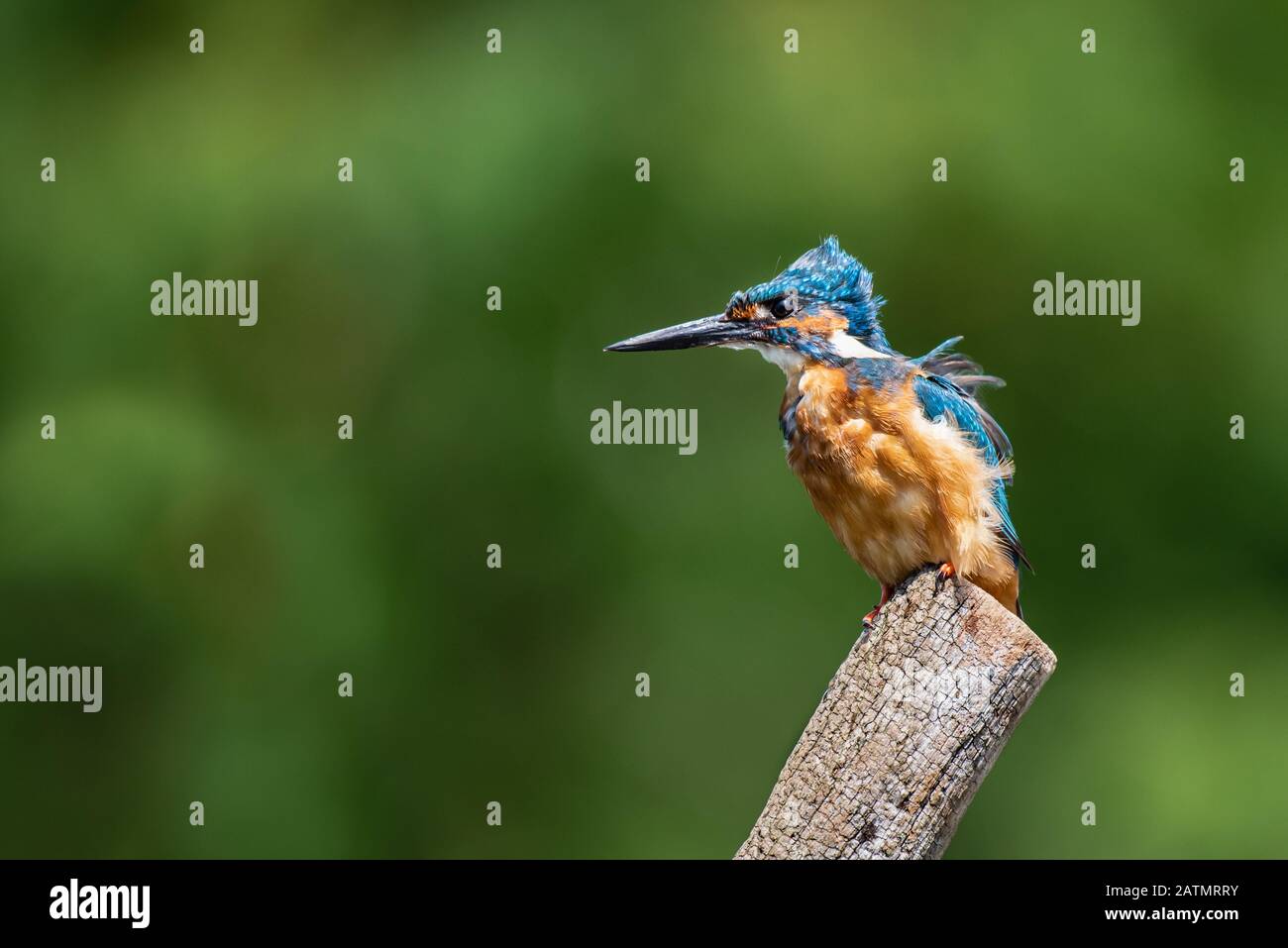 Un homme kingfisher, Alcedo atthis, est perché sur un poteau dans un vent fort qui souffle et ruffant ses plumes Banque D'Images
