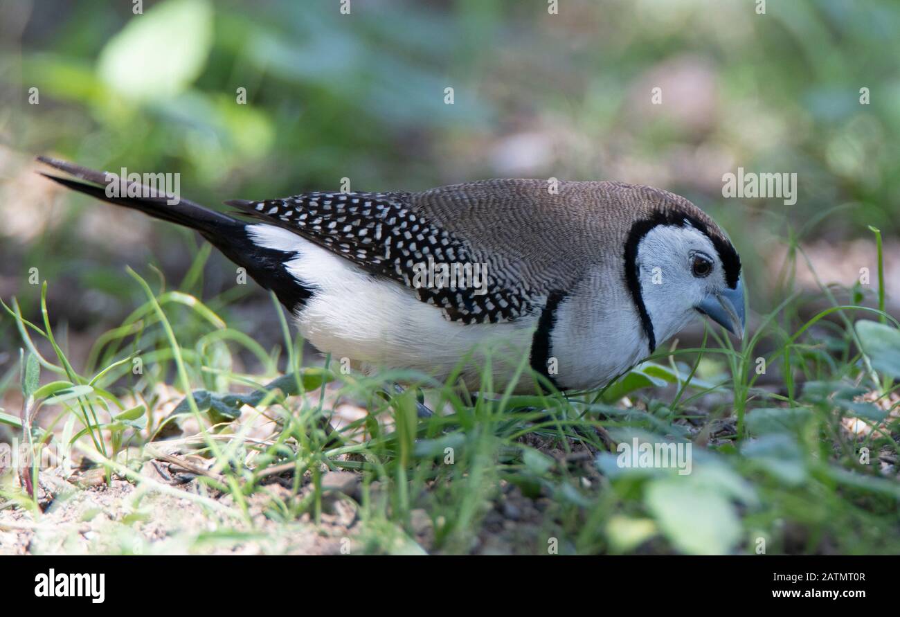 finch à double barre pour la nourriture sur herbe Banque D'Images