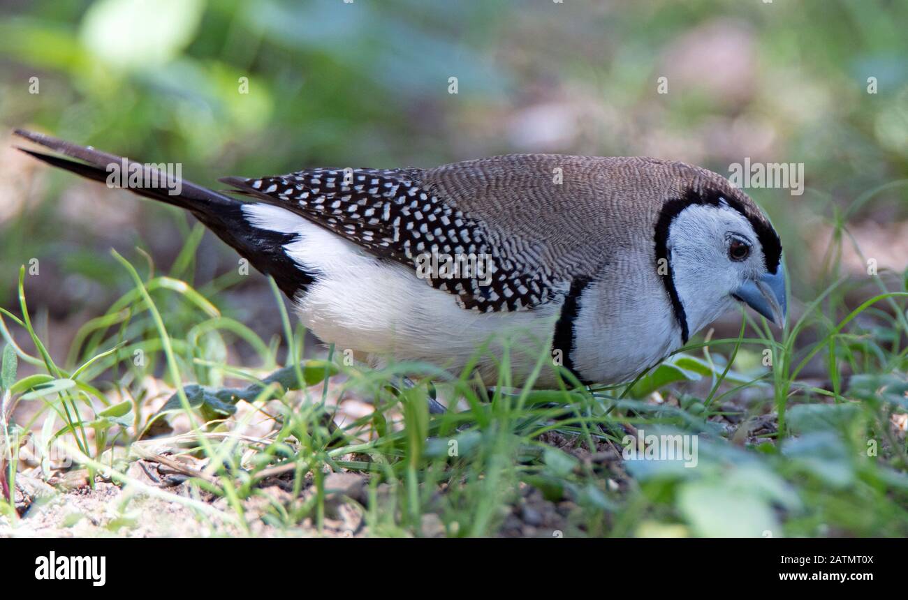 finch à double barre pour la nourriture sur herbe Banque D'Images