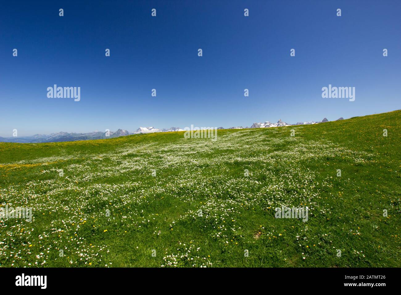 montagnes suisses une journée d'été avec un pré plein de fleurs en premier plan Banque D'Images