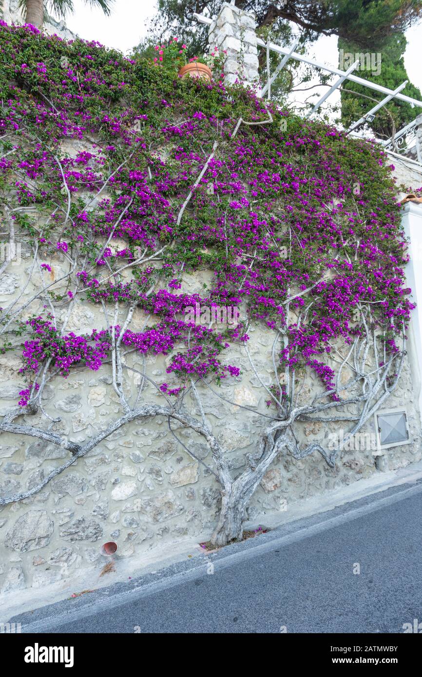 Buissons à fleurs méditerranéennes rose bougainvillea mur de pierre grimpant sur la route de la plage à Capri, en Italie. Banque D'Images