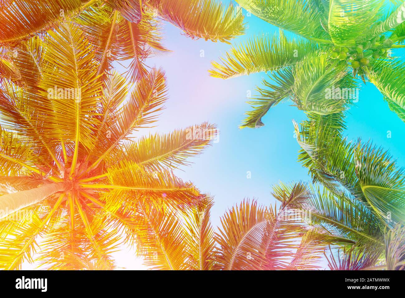 Ciel colorés et de palmiers Vue de dessous, vintage background Banque D'Images