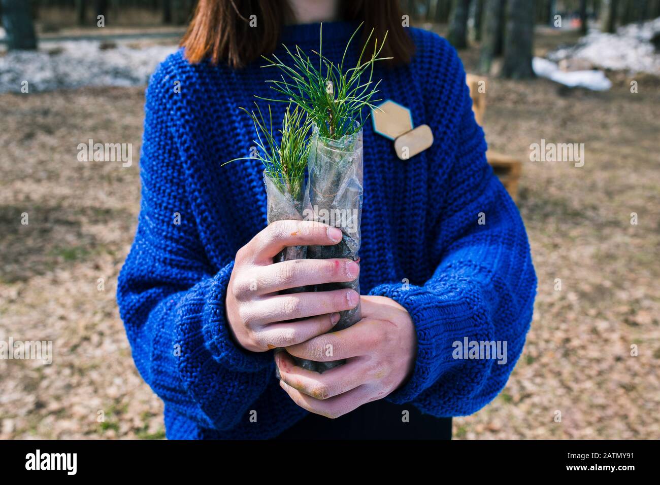 Une jeune fille dans un pull bleu tient un semis de cèdre dans ses mains. Usine de la famille des pins pour la plantation dans le sol. Le concept de restauration et de prote Banque D'Images