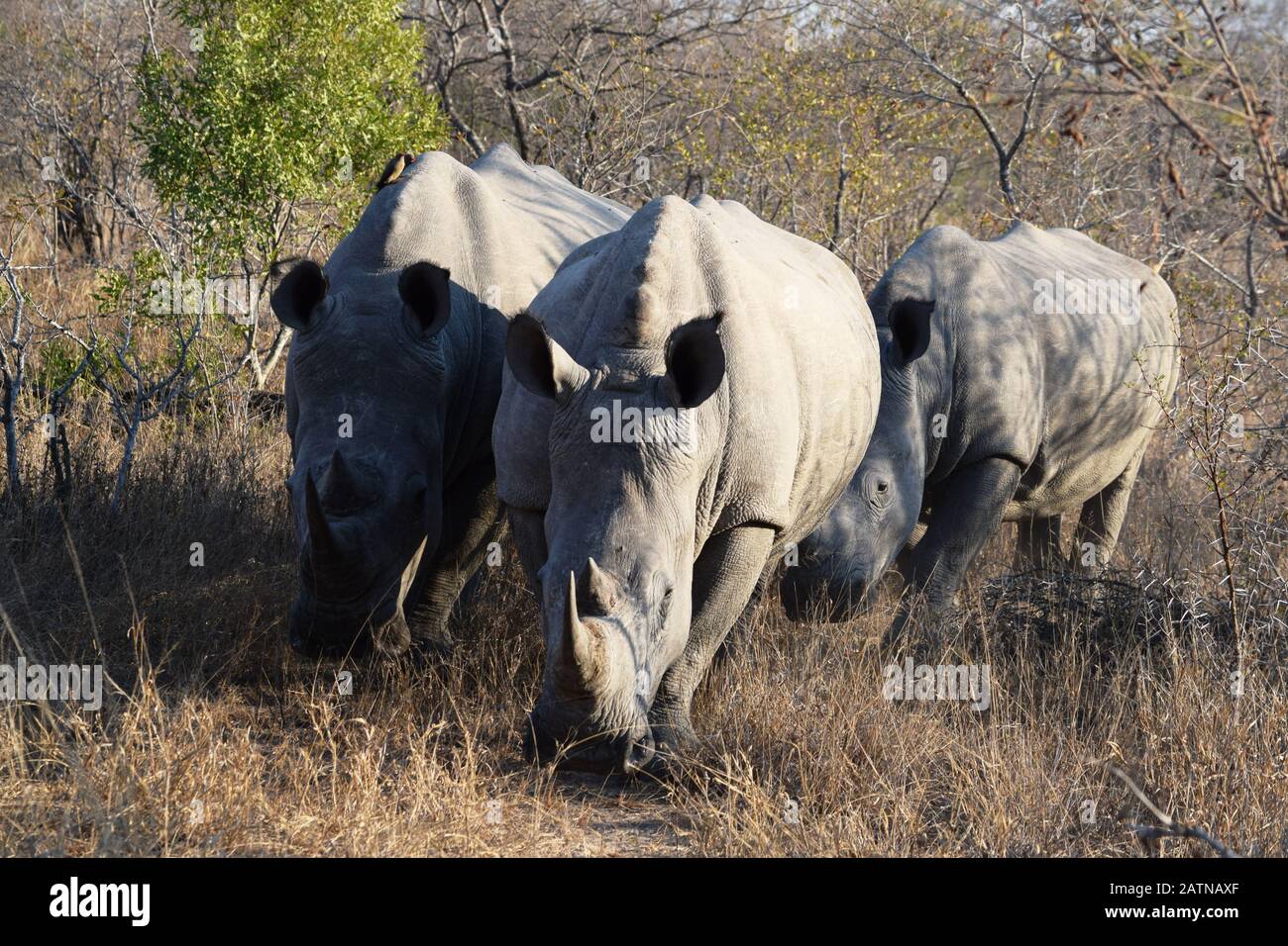 Groupe de rhinocéros blancs dans le parc national Kruger, Afrique du Sud Banque D'Images