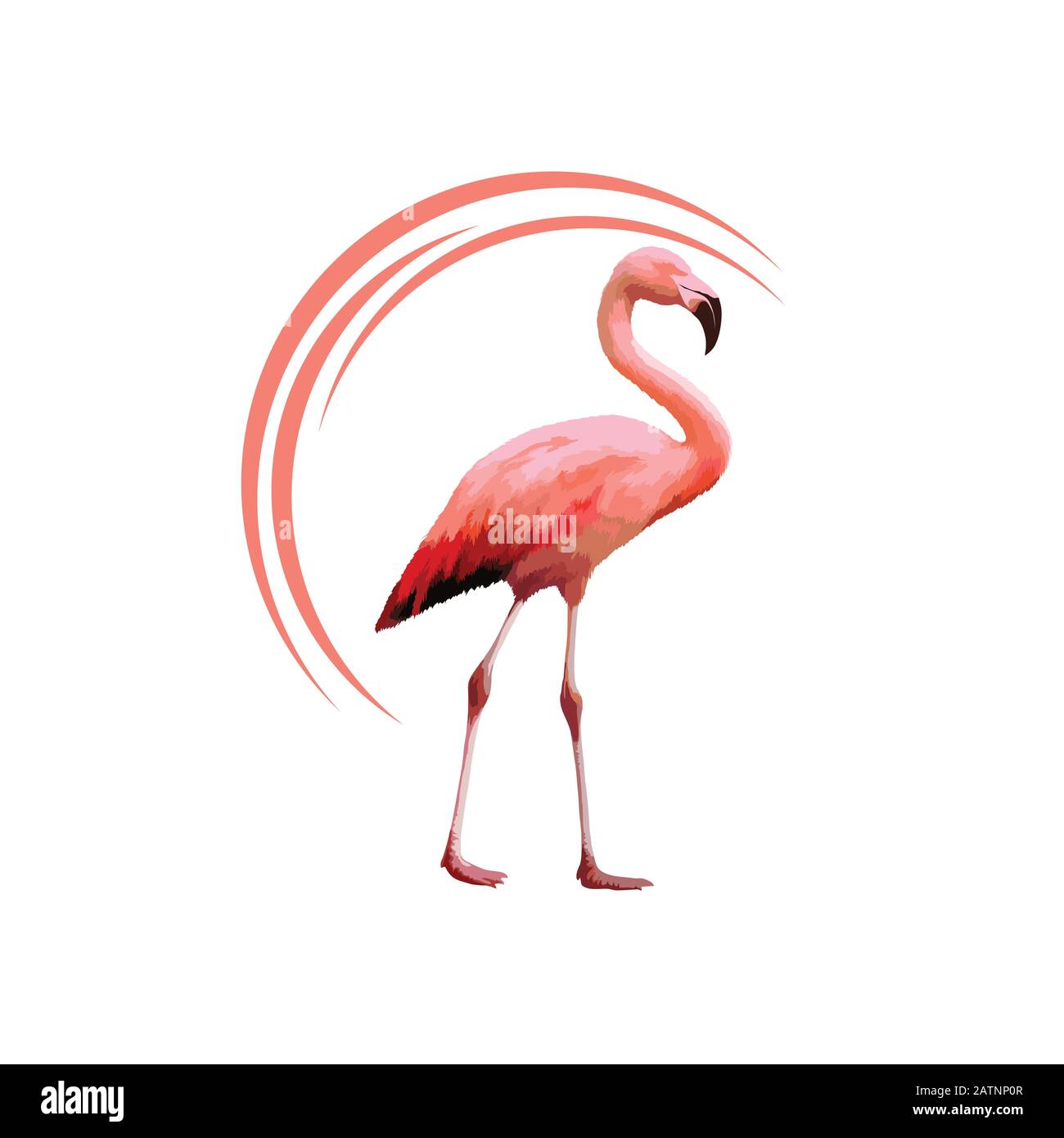 Flamants roses. Mignonne flamango animal nature exotique faune sauvage zoo oiseau beak plumage jambes tropical afrique plage art, vecteur de dessin animé Illustration de Vecteur