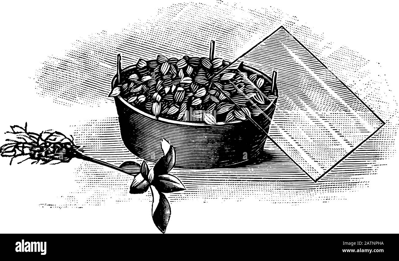 Illustration, gravure ou dessin anciens d'art vintage de la ligne de la culture de plantules de plantes sous couverture . À partir de réserver plantes dans la salle, Prague, 1898. Illustration de Vecteur