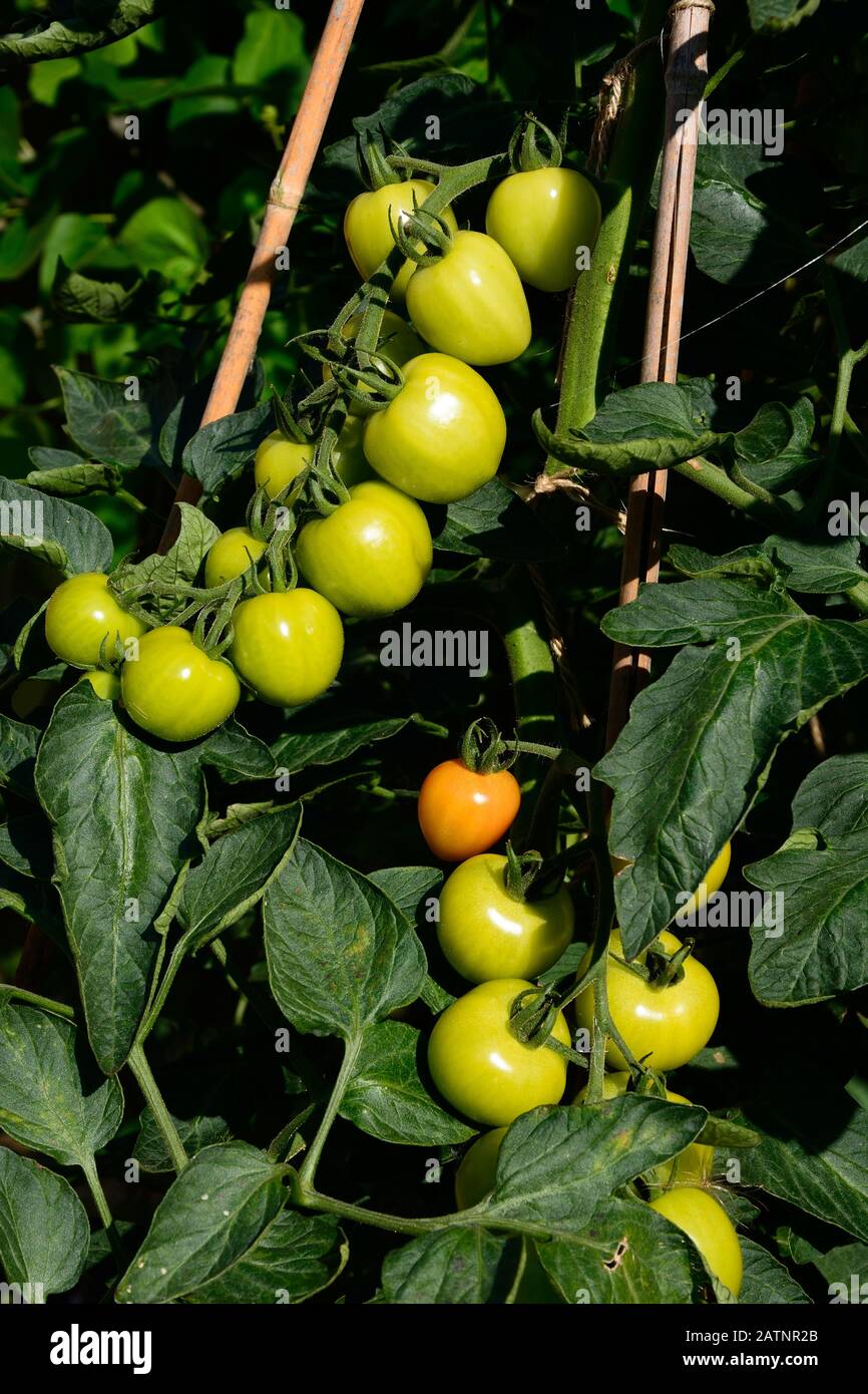 Le Mountain Magic variété de tomates mûrir sur la vigne, UK Banque D'Images