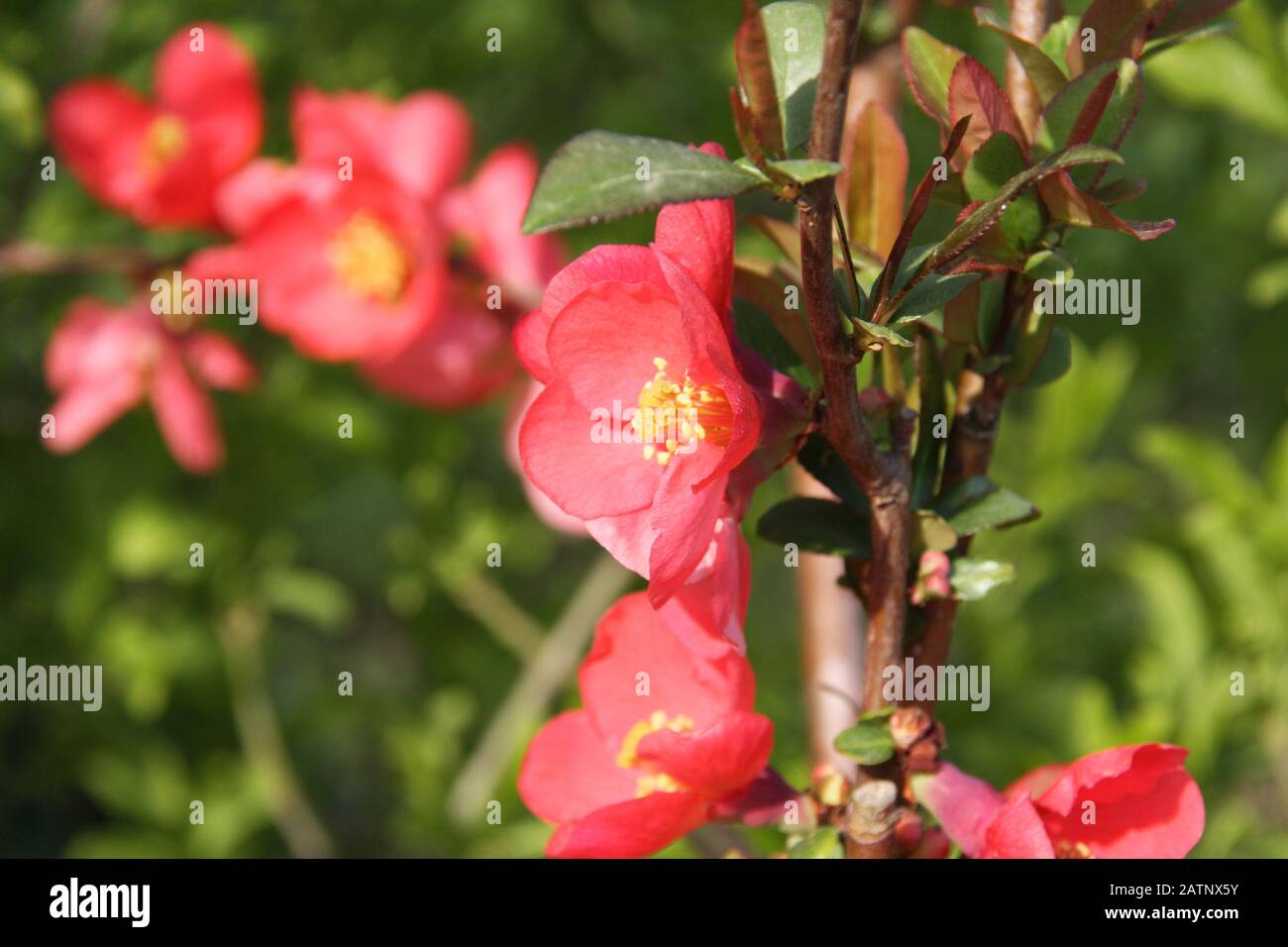 60 Best Chaenomeles Images Chaenomeles Plants Flowers