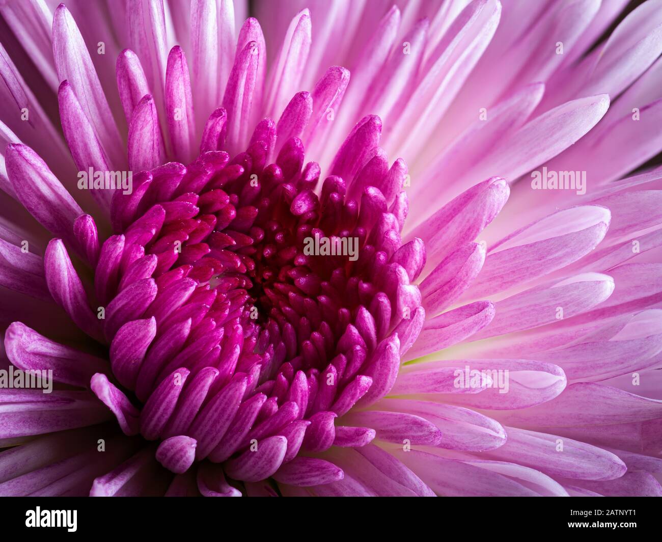 Gros plan d'une belle fleur d'aster rose de chine Banque D'Images