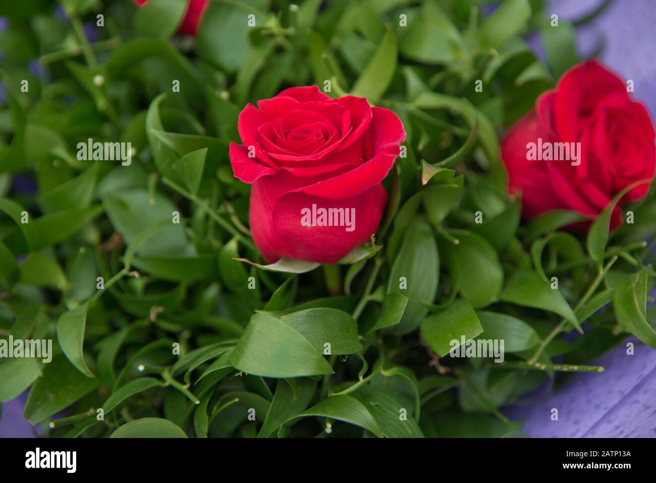 bouquet de roses multicolores . Fleur rouge gros plan dans le bouquet rose. Le pétale de la fleur . Bouquet de 2 roses rouges fraîches . Banque D'Images