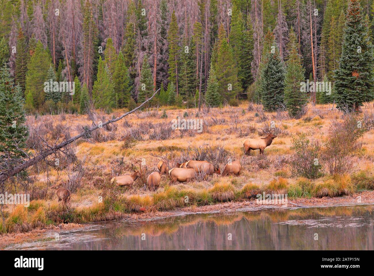 Elk, Beaver Ponds, Kawuneeche Valley, Rocky Mountain National Park, Estes Park, Colorado, États-Unis Banque D'Images