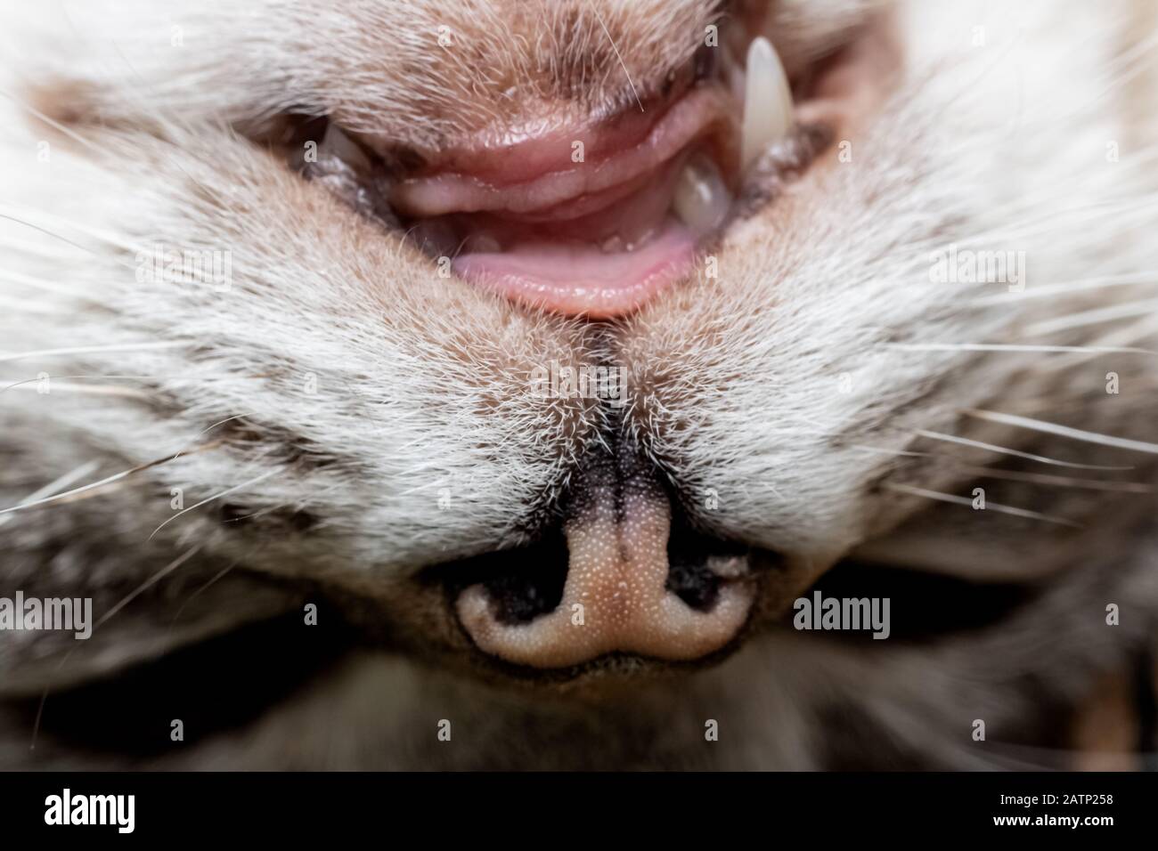 Mauvaises dents dans la bouche du chat, soins vétérinaires Banque D'Images