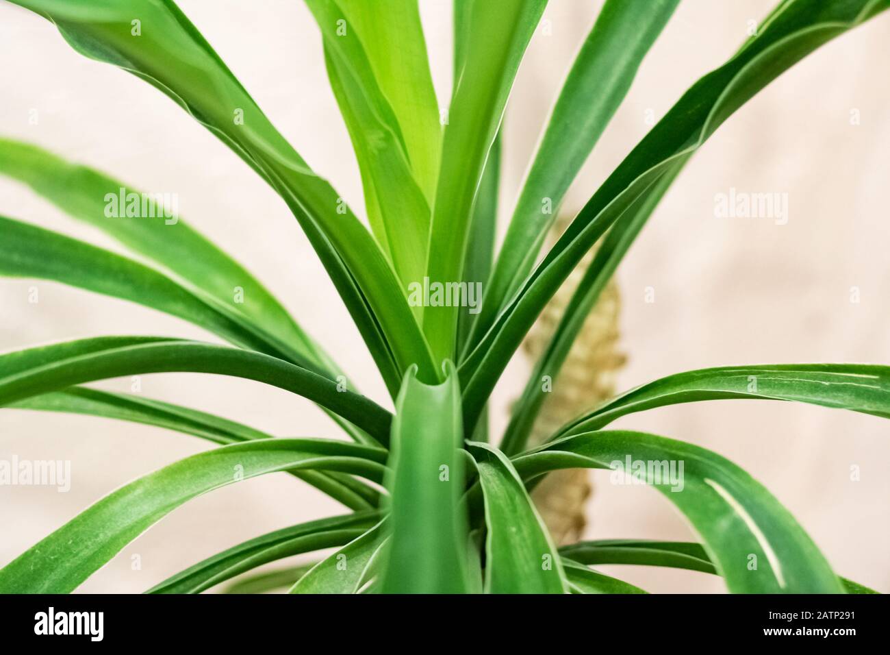 Plante à longues feuilles Banque de photographies et d'images à haute  résolution - Alamy