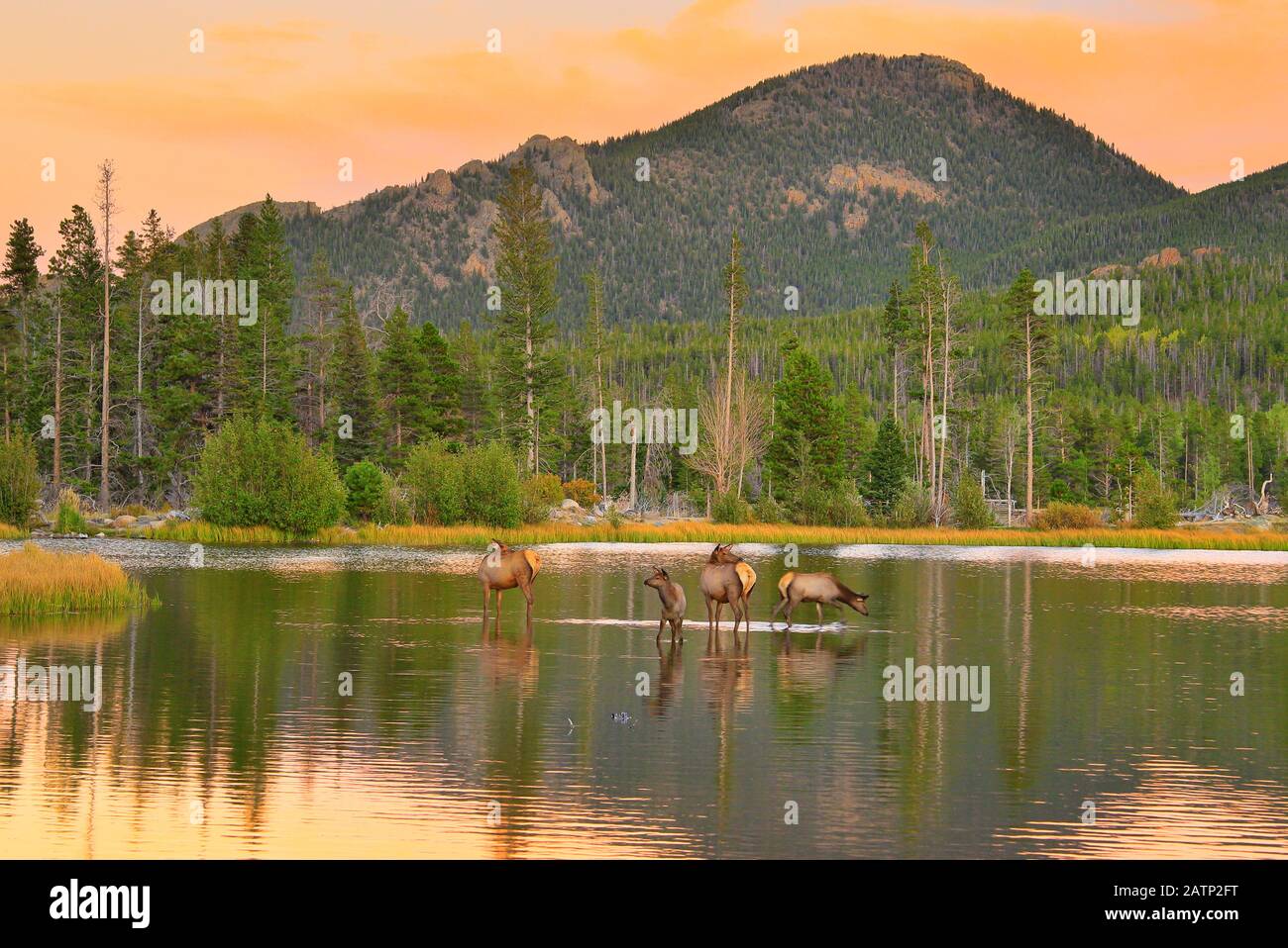 Elk, Sunset, Sprague Lake, Sprague Lake Trail, Rocky Mountain National Park, Estes, Colorado, États-Unis Banque D'Images