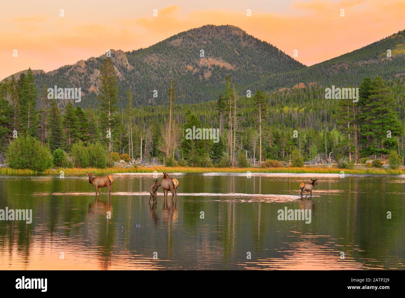 Elk, Sunset, Sprague Lake, Sprague Lake Trail, Rocky Mountain National Park, Estes, Colorado, États-Unis Banque D'Images