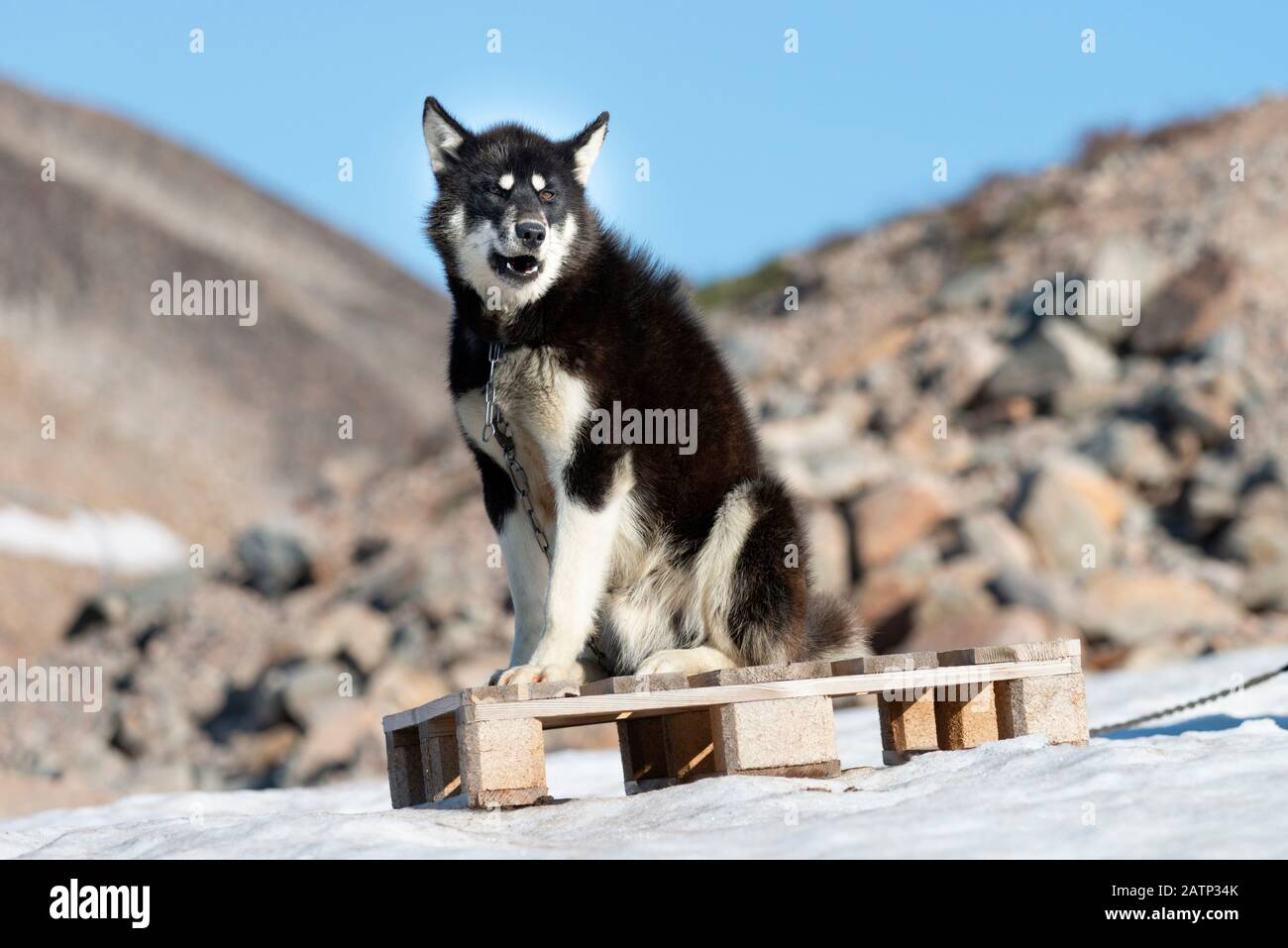 Chiens groenlandais dans le village d'Ittoqortoormiit Banque D'Images