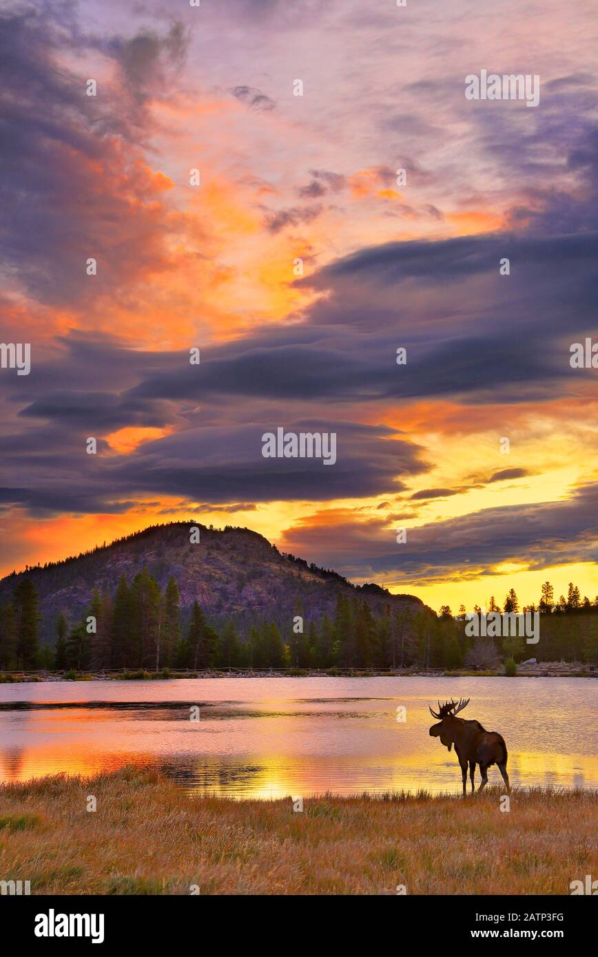 Bull Moose, Sunrise, Sprague Lake, Sprague Lake Trail, Rocky Mountain National Park, Estes, Colorado, États-Unis Banque D'Images