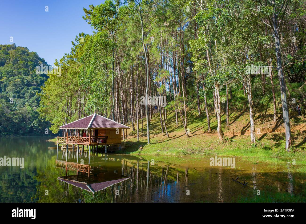 Lac et maison, cabane, réflexion et arbres de perruse d'eau claire, forêt de pins, Pang Oung Rim, au nord de la Thaïlande Banque D'Images