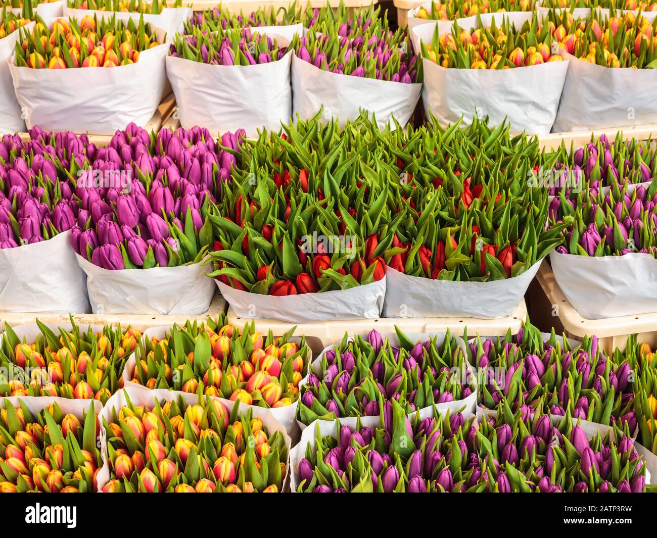 Assortiment de bouquets de tulipes colorées dans un magasin de fleurs Banque D'Images