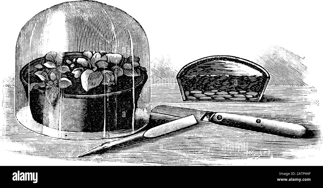 Illustration, gravure ou dessin d'œuvres d'art anciennes de lignes anciennes, boutures de fleurs ou de plantes sous couverture de verre, propagation et clonage . À partir de réserver plantes dans la salle, Prague, 1898. Illustration de Vecteur