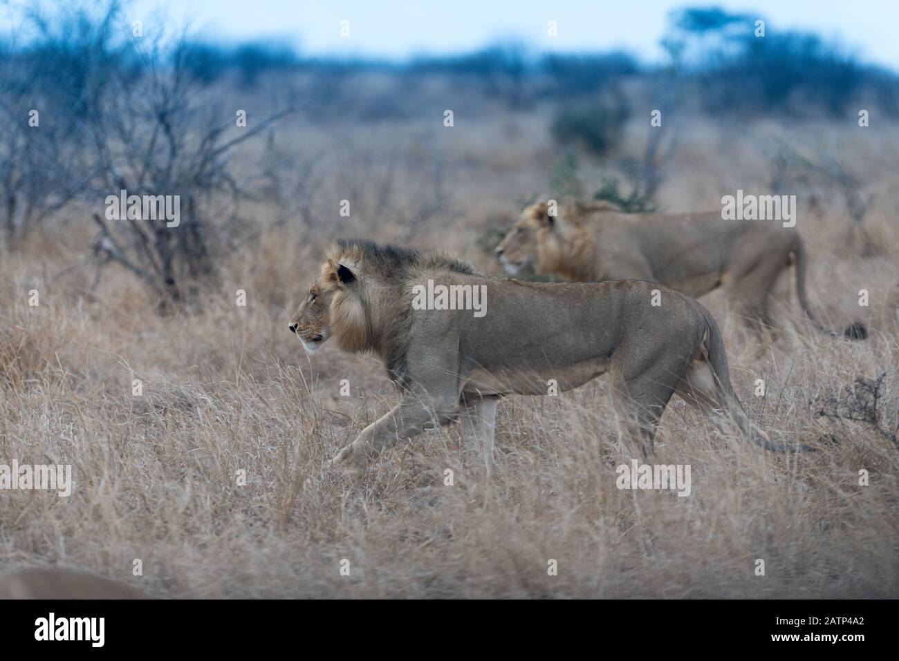 Coalition de lion de sexe masculin Banque D'Images