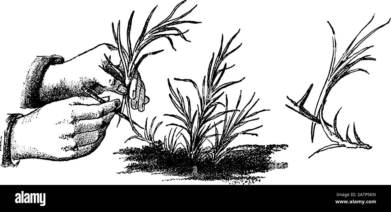 Illustration, gravure ou dessin d'art vintage ancien de la ligne Carnation ou Dianthus ou fleur rose de clou de girofle. À partir de réserver plantes dans la salle, Prague, 1898. Illustration de Vecteur